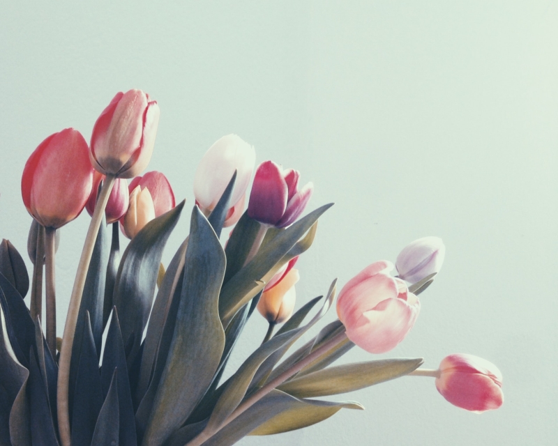 fiori, tulipani bianchi e rosa