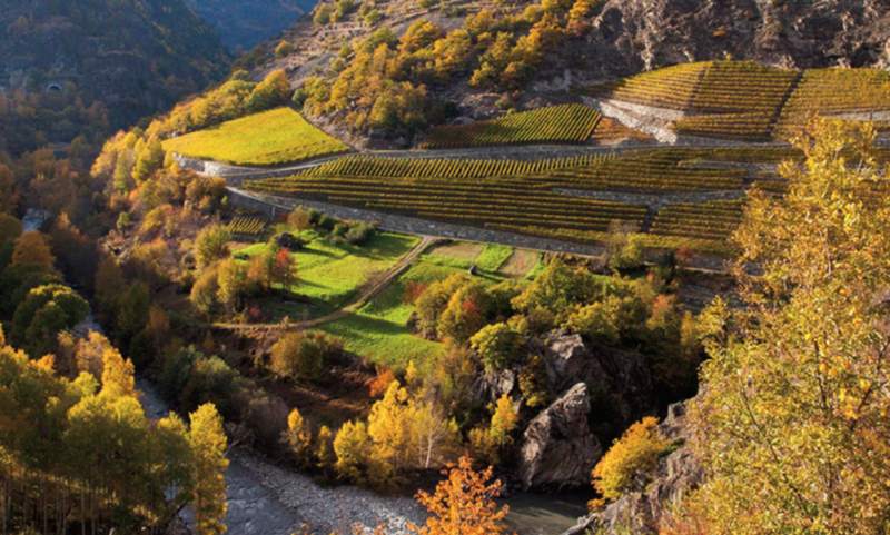 vini della Val D'Aosta viticoltura eroica