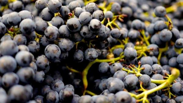 principi attivi dell'uva caudalie