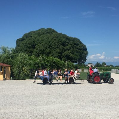 Ca' di Rajo, visita alla bellussera con trattore di 70 anni vini del piave