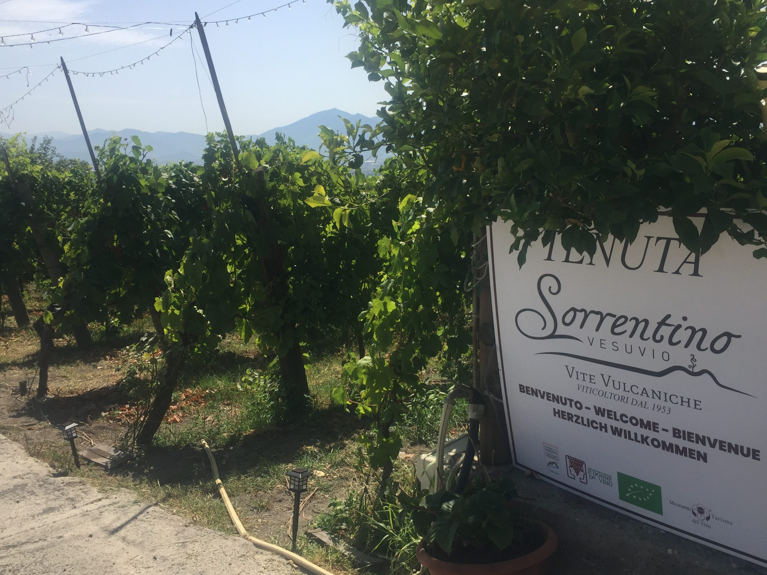 tenuta Sorrentino cartello