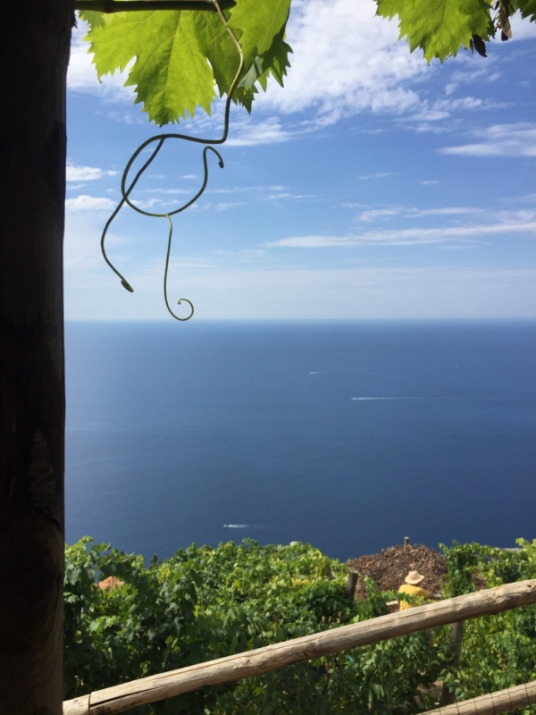 Cantina Capellini Cinque Terre