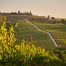 vigna e viticoltura biologica e Biodinamica, lotta integrata