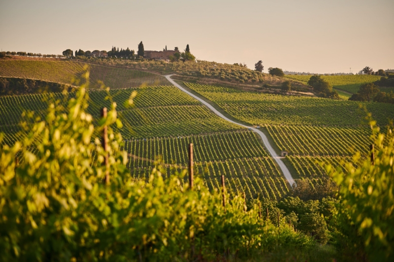 vigna e viticoltura biologica e Biodinamica, lotta integrata