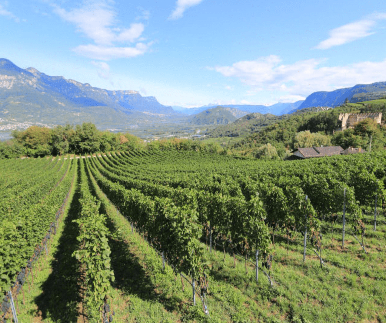 Vigneto Mazzon Alto Adige Ferruccio Carlotto