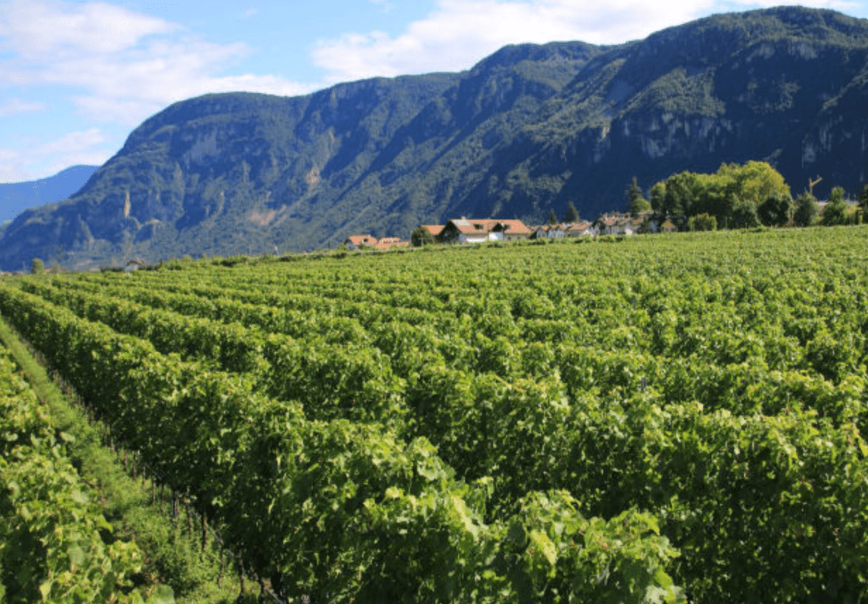 Vigneto Ora Ferruccio Carlotto Alto Adige