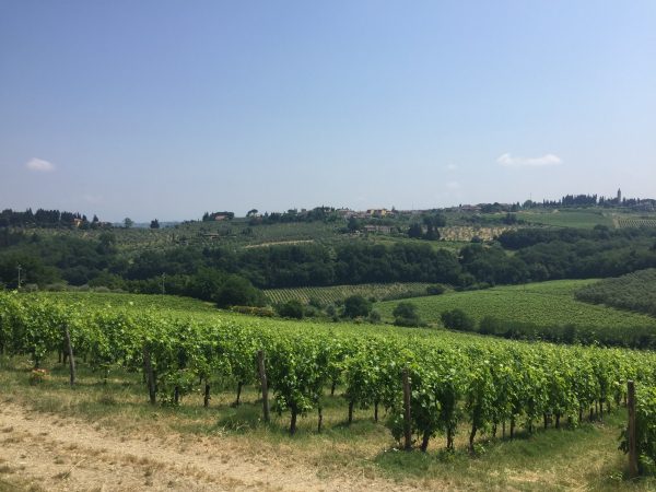 vigna Marzocco di Poppiano vini toscani