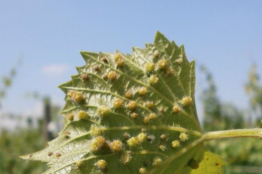 peronospera, malattia della vite