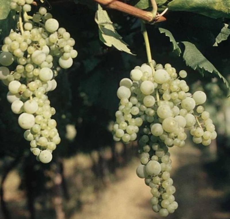 Weiss Terlaner, vitigno rarissimo, esistono pochi filari in Alto Adige