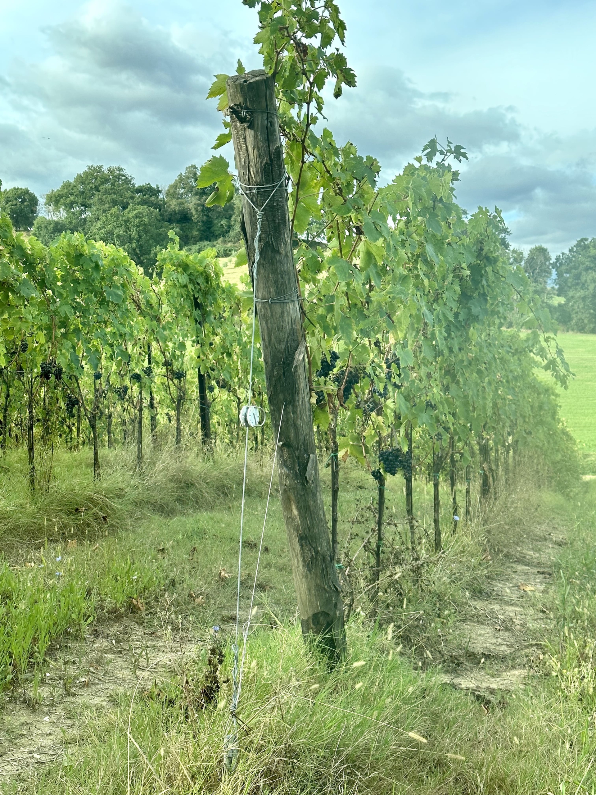 Podere Sabbioni, vigna, situata nell'Abbadia di Fiastra, dei monaci cistercensi